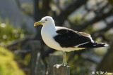 Gull (DSC_6288)