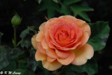 Rose (DSC_5442)