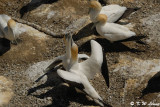 Gannets (DSC_6642)