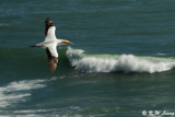 Gannet (DSC_6757)