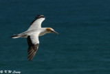 Gannet (DSC_6677 )