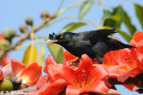 Crested Myna DSC_0222