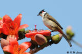 Red-whiskered Bulbul DSC_0245