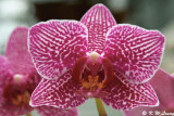 Orchid 07