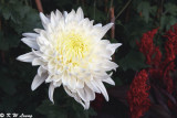 Chrysanthemum 01