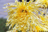 Chrysanthemum 05