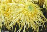 Chrysanthemum 11