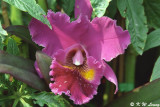 Orchid 38