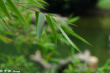 Bamboo Leaves DSC_0124