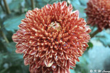 Chrysanthemum 17