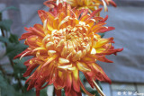 Chrysanthemum 16