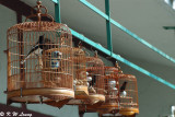 Birdcages in Bird Street