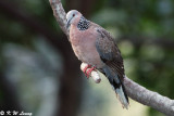 Spotted Dove 05