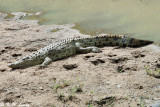 Nile Crocodile 01