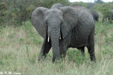 Elephant (DSC_8320)