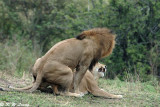 Lion couple - Mating