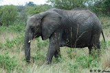 Elephant (DSC_8314)