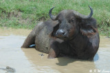 Buffalos
