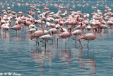 Flamingos (DSC_8002)