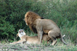 Wild Animals in Masai Mara