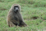 Baboon (DSC_8107)