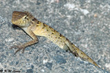 Changeable Lizard 05