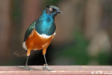 Superb Starling DSC_6077