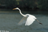 Great Egret DSC_2390