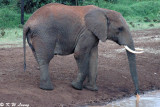 Elephant (DSC_7912)