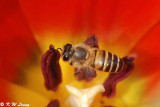 Honeybee inside tulip DSC_4631