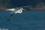 Great Egret DSC_7020