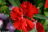 Dianthus DSC_0892