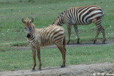 Zebra (DSC_8055)