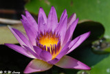 Water Lily DSC_5816