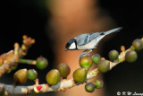 Great Tit DSC_4912