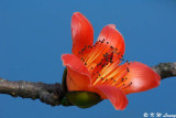 Bombax ceiba DSC_4630