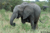 Elephant (DSC_8318)