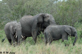 Elephant (DSC_8333)