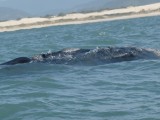 Here is the back of a right whale!