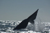 Right whale tale; Photo credit: Vida Sol e Mar