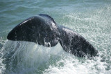 Right whale tale; Photo credit: Vida Sol e Mar