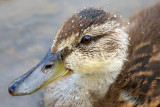 Duckling Droplets 16925