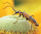 Bug On A Yellow-Orange Flower 17164 (crop)