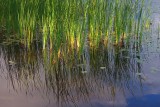Sunstruck Marsh Grass 17245