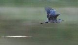 Dawn Heron In Flight 17545