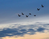Dawn Geese Flyby 17379