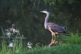 Heron By The River Bank 17572