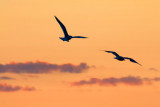 Gulls At Sunset 18084
