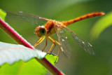 Red Dragonfly 17960