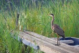Heron On A Dock 20080823